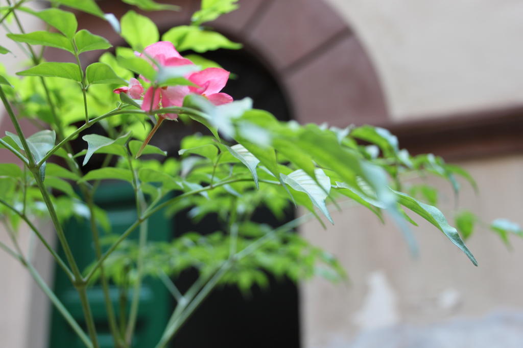 Abaco Bed & Breakfast Roma Exterior foto